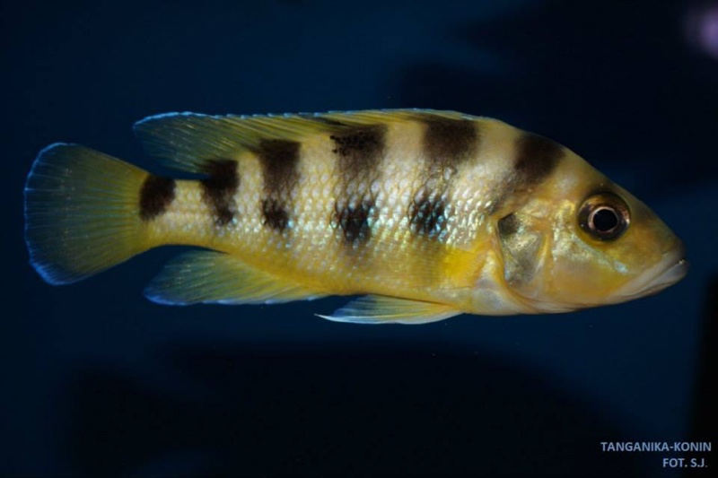 Neolamprologus sexfasciatus (Gold)
